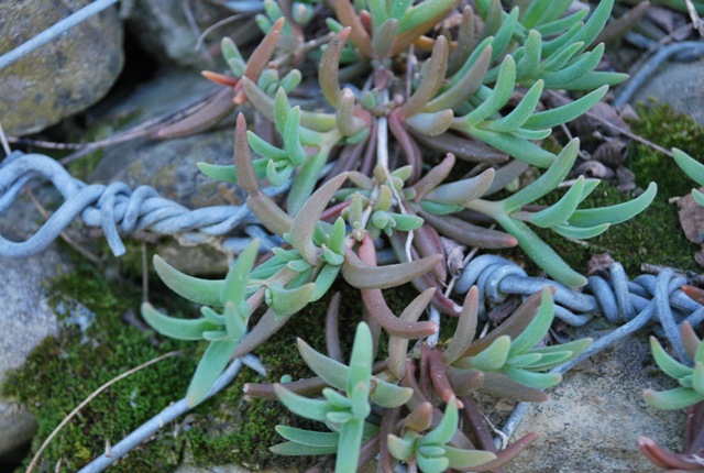 Sedum palmeri / Borracina di Palmer